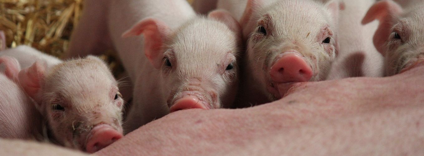 Produktmanager Schwerpunkt Schwein (m/w/d)