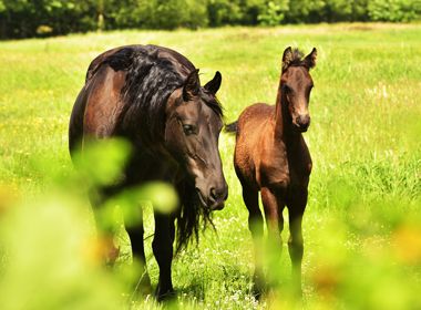 Workshop: Advanced Equine Reproduction