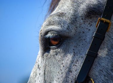 Workshop: Equine Reproductive Surgery