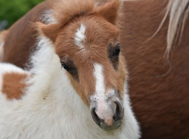 Pregnant mare and foal