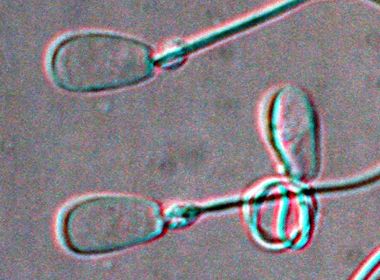 Semen Technology Course