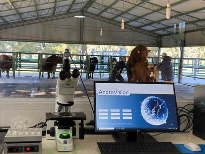 Minitube in Argentina: One more AndroVision® in the country