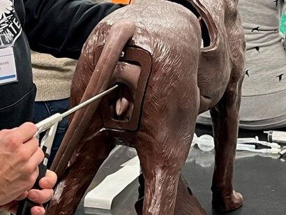 Canine clearance reproduction supplies