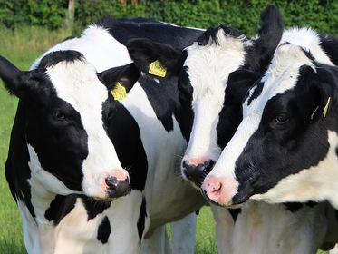 Minitube Australia Cattle TechDays
