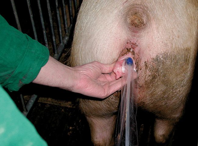 Post-cervical insemination in sows