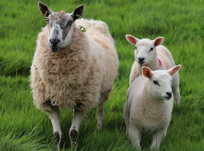 La combinación perfecta para la inseminación de ovejas