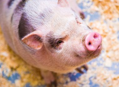 Minitube Canada Porcine Tech Day