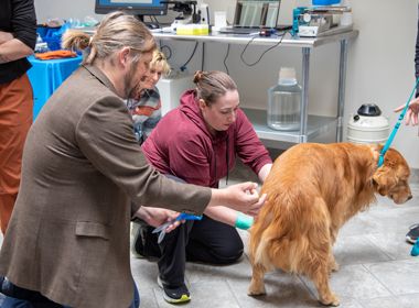 Canine semen preservation, AI and breeding management
