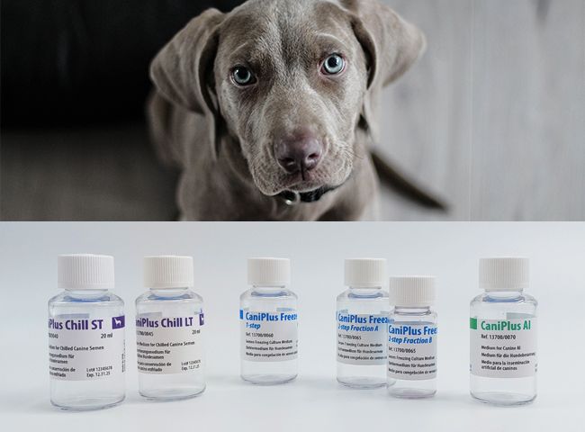 Low cost, high conservation performance of dog semen