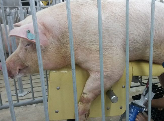 Pasos clave en la introducción de verracos jóvenes en la producción de semen