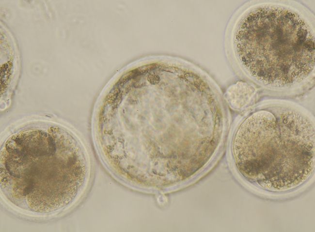 Avances en la producción in vitro de embriones bovinos hacia embriones más viables