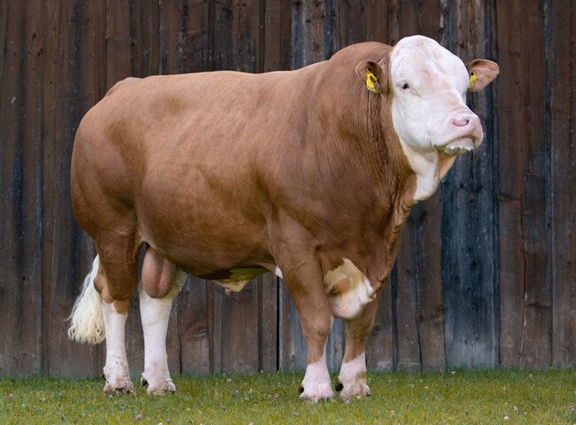 Examination of bulls for breeding soundness