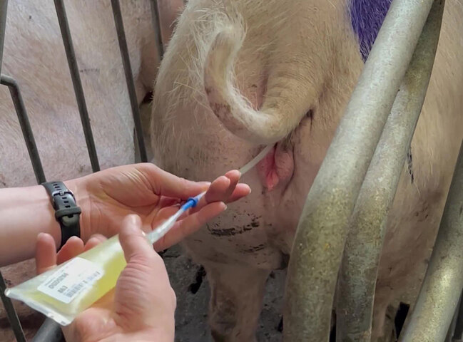PCAI that pays off: better results, smarter use of semen