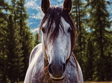 Equine OPU workshop