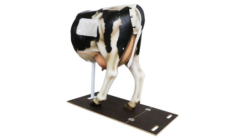 Training model cow Henryetta