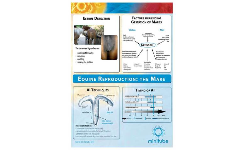 Equine mare reproductive tract, wall chart laminat