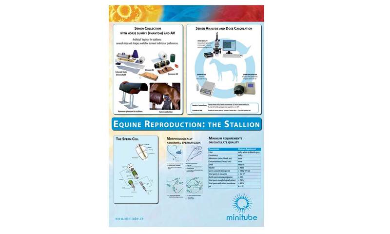 Equine stallion reproductive tract, wall chart lam