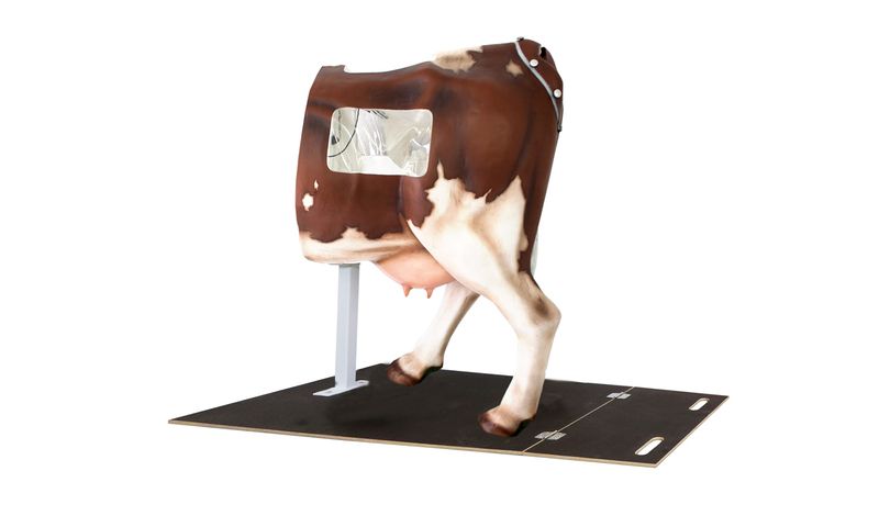 Training model cow Henryetta