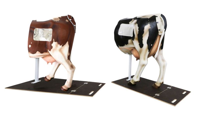 Training model cow Henryetta