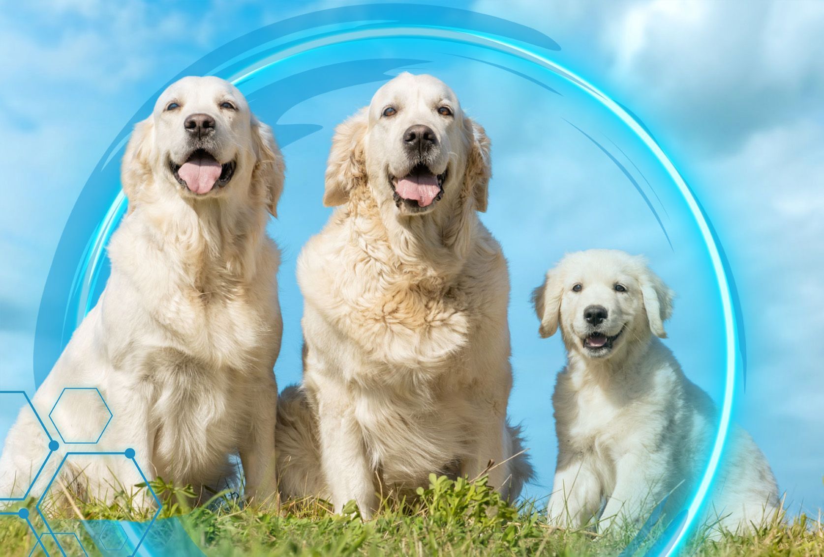 Canine Products