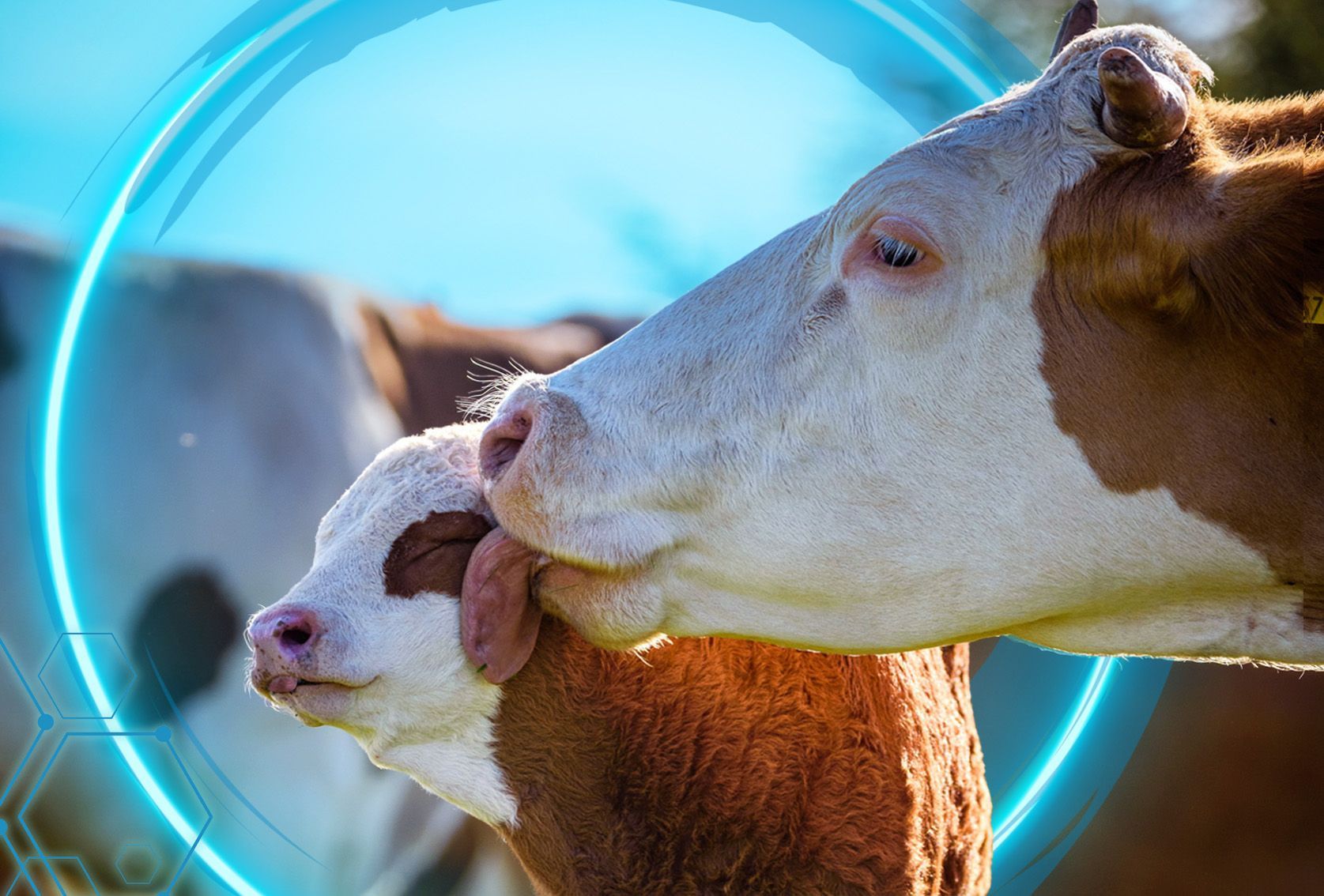 Bovine Products