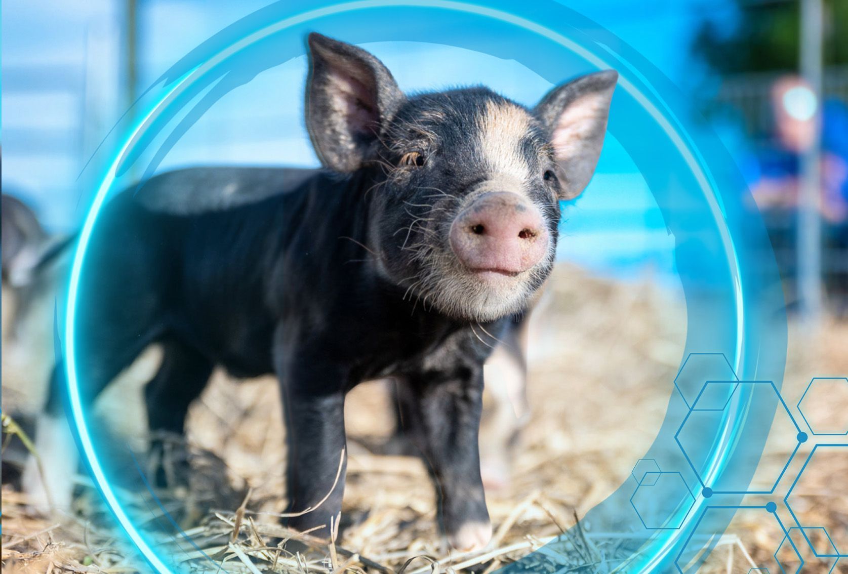 Porcine Products