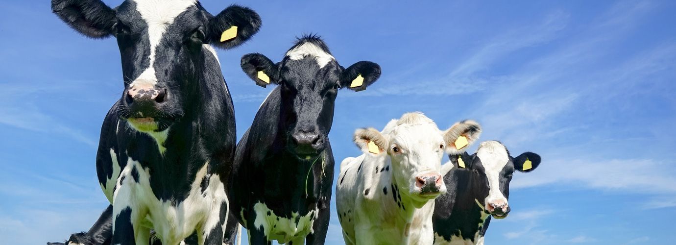 Cows fotographed outside