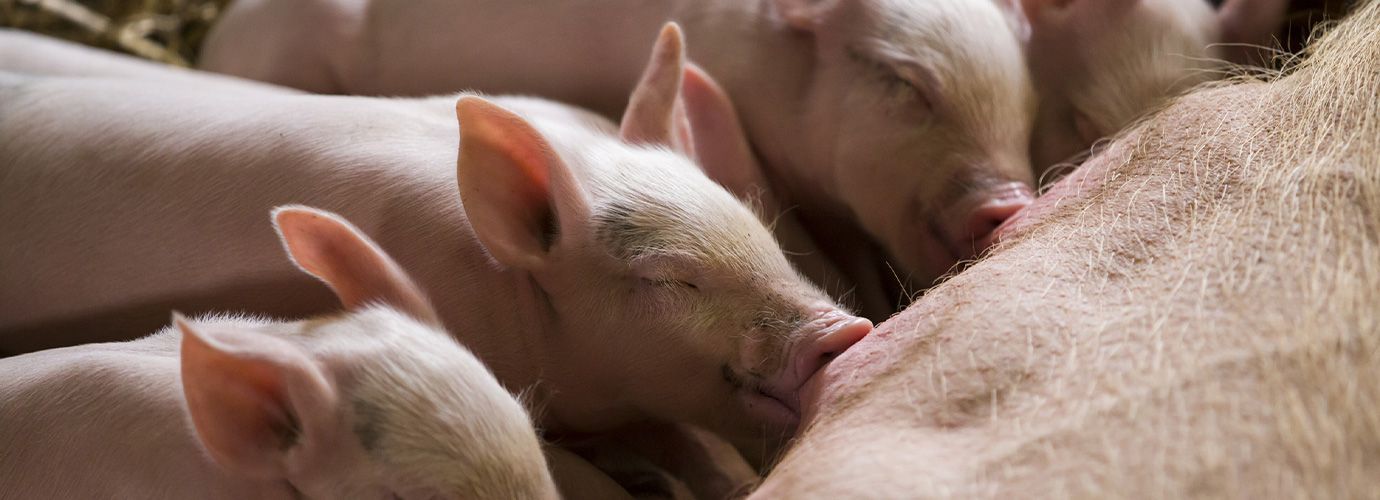 Pig feedig his baby pigs