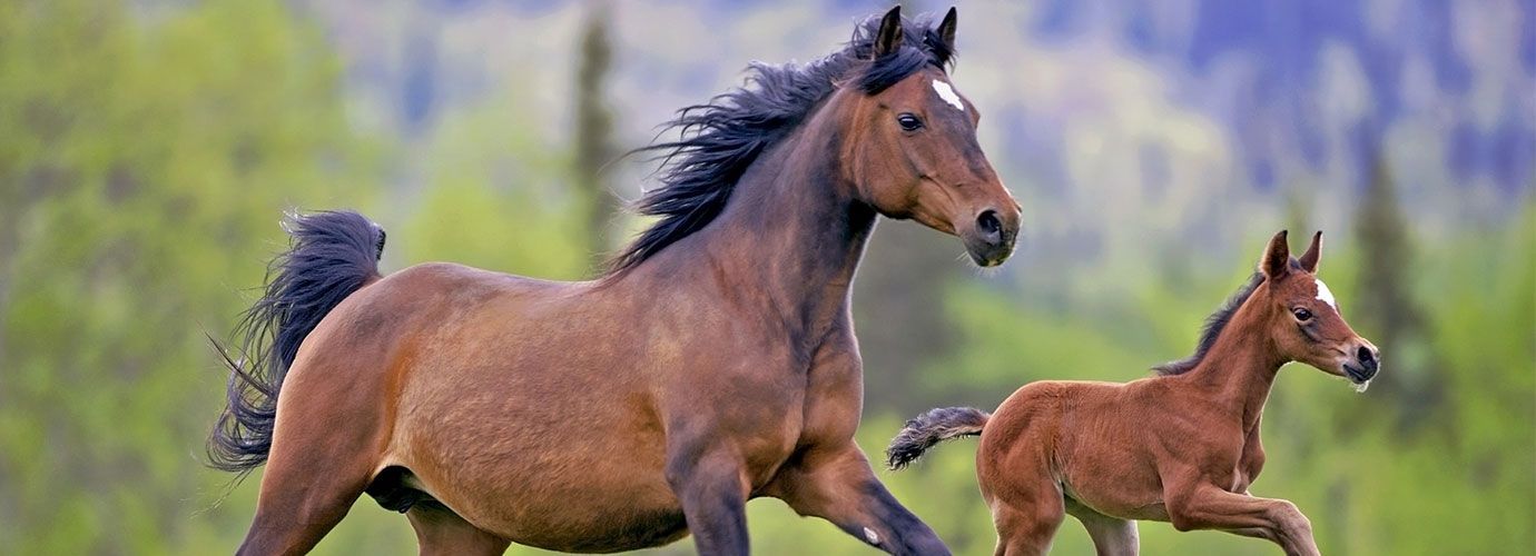 Horses on a field