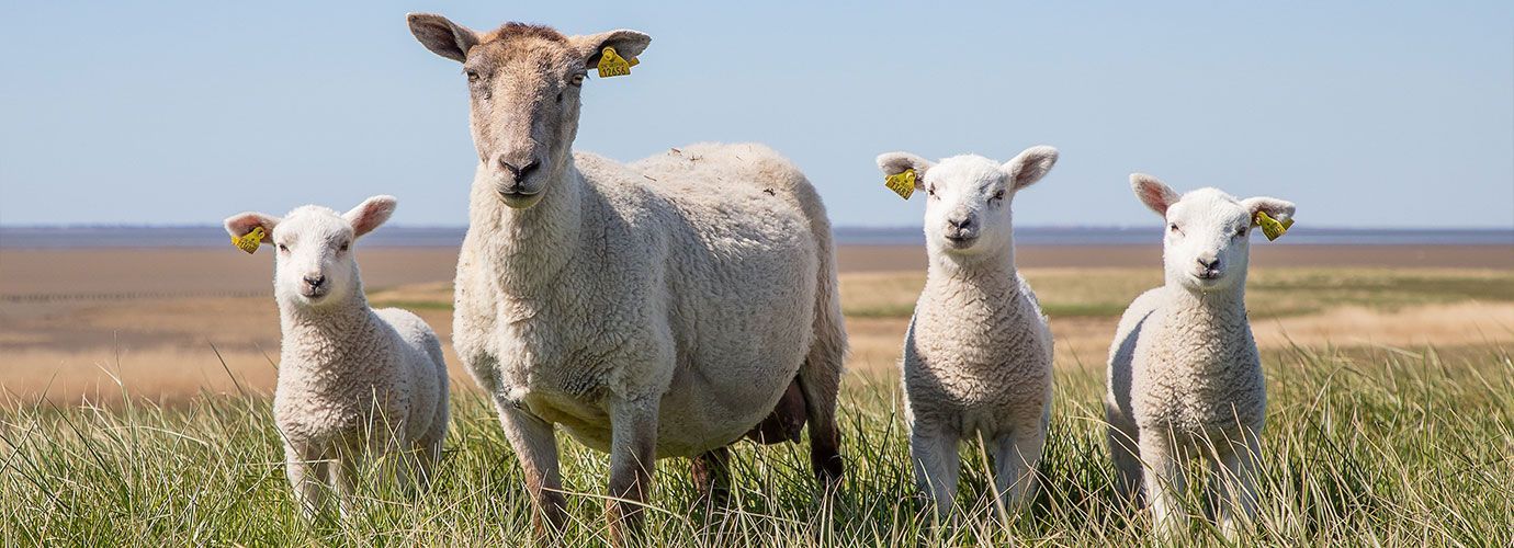 Small Ruminants and Camelids | Minitube Small Ruminants and Camelids | Minitube