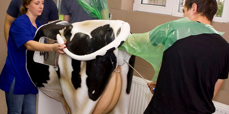 Marietta Krakowiak, during a procedure on a cow